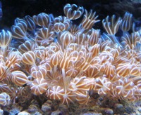 LOTS OF PULSING XENIA, Leicester