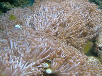 LOTS OF PULSING XENIA, Leicester