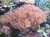 LOTS OF PULSING XENIA, Leicester