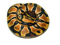 New website - Fish food & Reptile products
