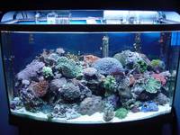 UK BASED: Corals import - Trades prices direct from - Vietnam - Bali - Miami - Australia - Indonesia