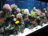 UK BASED: Corals import - Trades prices direct from - Vietnam - Bali - Miami - Australia - Indonesia