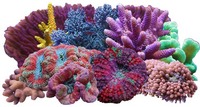 UK BASED: Corals import - Trades prices direct from - Vietnam - Bali - Miami - Australia - Indonesia