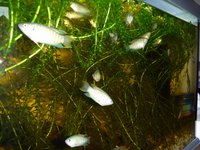 Paradise fish (Macropodus opercularis) for sale.