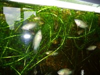 Paradise fish (Macropodus opercularis) for sale.