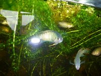 Paradise fish (Macropodus opercularis) for sale.