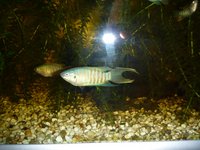 Paradise fish (Macropodus opercularis) for sale.