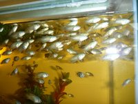 Paradise fish (Macropodus opercularis) for sale.