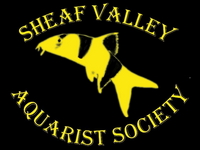 SOME OF THE FISH FOR SALE AT THIS SUNDAYS AUCTION