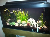 3ft fish tank for sale complete setup £100. ono