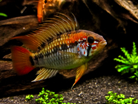 CHILTON AQUATICS. WE ARE THE AQUATIC SPECIALISTS. LARGEST RANGE OF FISH AND AQUATIC GOODS IN THE NORTH OF ENGLAND. BEST QUALITY AND BEST PRICES