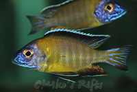 Rift Valley Cichlids Wild Caught & Tank Bred