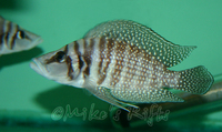 Rift Valley Cichlids Wild Caught & Tank Bred