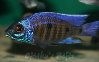 Rift Valley Cichlids Wild Caught & Tank Bred