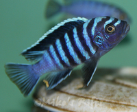 Rift Valley Cichlids Wild Caught & Tank Bred