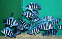 Rift Valley Cichlids Wild Caught & Tank Bred