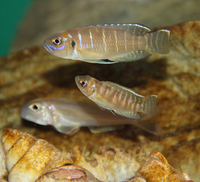Rift Valley Cichlids Wild Caught & Tank Bred