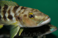 Rift Valley Cichlids Wild Caught & Tank Bred