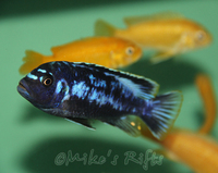 Rift Valley Cichlids Wild Caught & Tank Bred