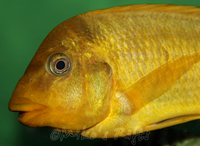 Rift Valley Cichlids Wild Caught & Tank Bred