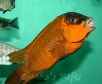 Rift Valley Cichlids Wild Caught & Tank Bred