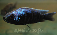 Rift Valley Cichlids Wild Caught & Tank Bred