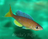 Rift Valley Cichlids Wild Caught & Tank Bred