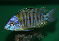 Rift Valley Cichlids Wild Caught & Tank Bred
