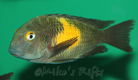 Rift Valley Cichlids Wild Caught & Tank Bred