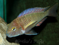 Rift Valley Cichlids Wild Caught & Tank Bred