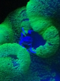 Very beautiful large healthy Carpet Anemone
