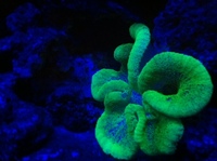 Very beautiful large healthy Carpet Anemone