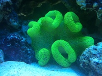 Very beautiful large healthy Carpet Anemone