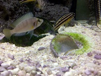 TWO Altolamprologus Compressiceps Sumbu Shell for sale