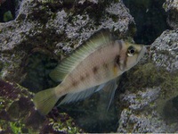 TWO Altolamprologus Compressiceps Sumbu Shell for sale
