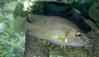 TWO Altolamprologus Compressiceps Sumbu Shell for sale