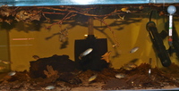 Rare Aquatics Forum