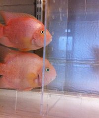 High Quality Acrylic Aquarium Dividers