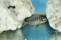 NOW SOLD Wild Caught Tropheus Red Rainbow Breeding Group