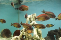 NOW SOLD Wild Caught Tropheus Red Rainbow Breeding Group