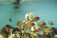 NOW SOLD Wild Caught Tropheus Red Rainbow Breeding Group