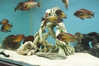 NOW SOLD Wild Caught Tropheus Red Rainbow Breeding Group