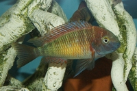 NOW SOLD Wild Caught Tropheus Red Rainbow Breeding Group
