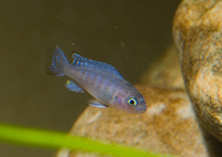 Various Malawi Cichlids for sale....