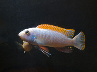 Various Malawi Cichlids for sale....