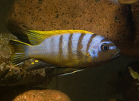 Various Malawi Cichlids for sale....