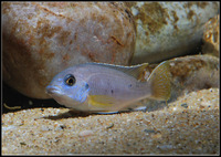 Various Malawi Cichlids for sale....