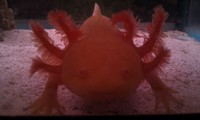 100 axolotl eggs