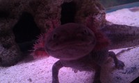 100 axolotl eggs