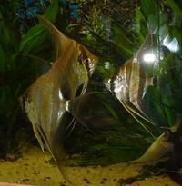 3 TRUE ALTUM ANGELFISH